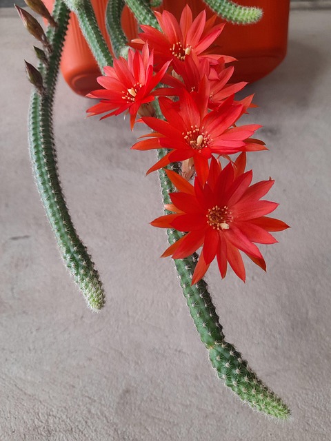 Free Flowers Cactus photo and picture