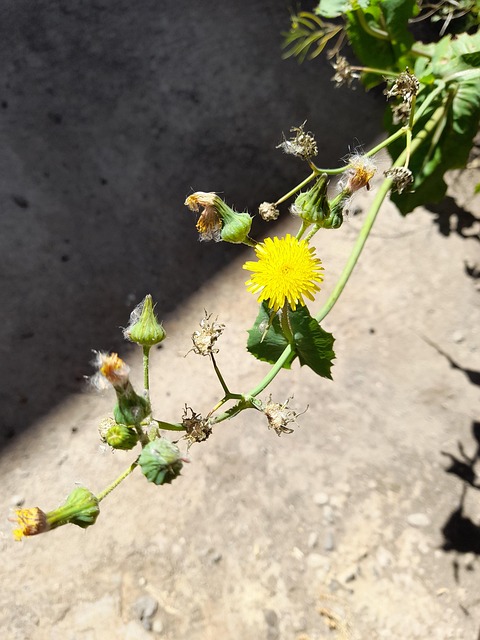 Free Dandelion Flower photo and picture
