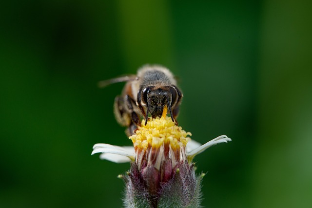 Free Bee Flower photo and picture
