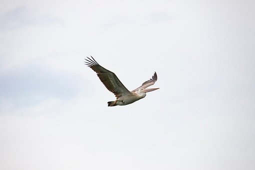 Pelikaan, Vliegend, Vogel, Grote Vogel