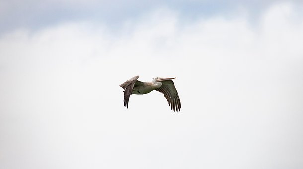 Free Spot Billed Pelican Pelican photo and picture