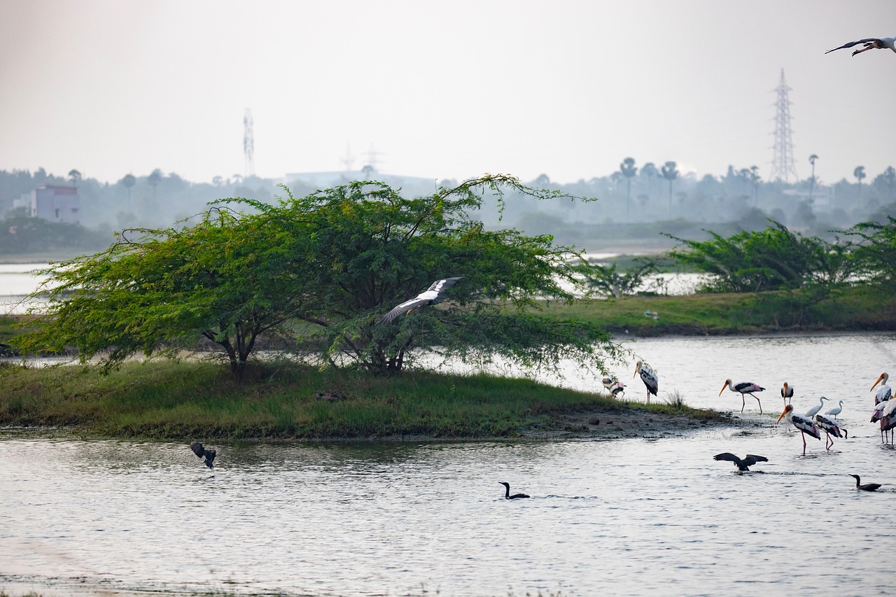 Painted Storks Pelicans Cormorants - Free photo on Pixabay - Pixabay