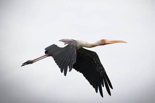 Free Painted Stork Flying Painted Stork photo and picture