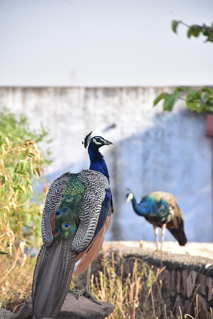 Free Peacock Bird photo and picture