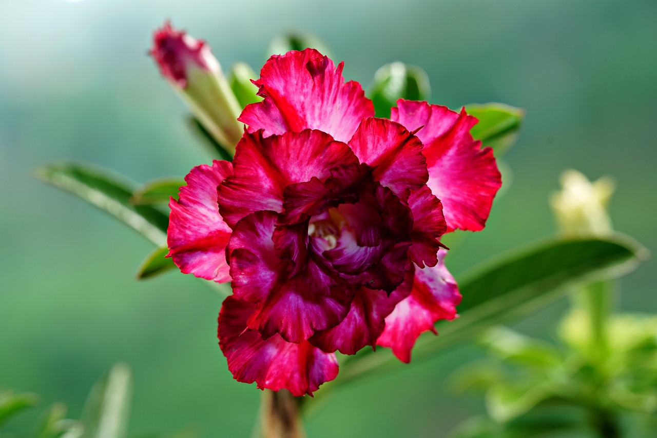 Adenium Flower Plant - Free photo on Pixabay