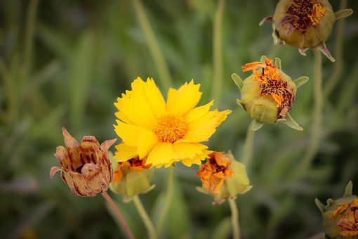 Sonhe, Magia, Flor, Primavera, Florescer