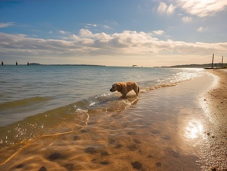 Bembridge Strand, Hundevennlig