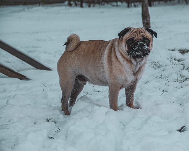 Mops Hund Schnee Kostenloses Bild Auf Pixabay Pixabay