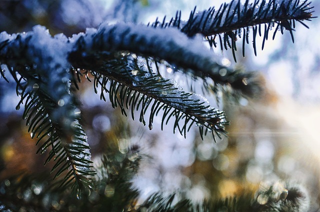 Free Conifer Needles photo and picture
