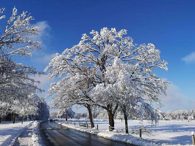 Tre, Vinter, Sne, Træ