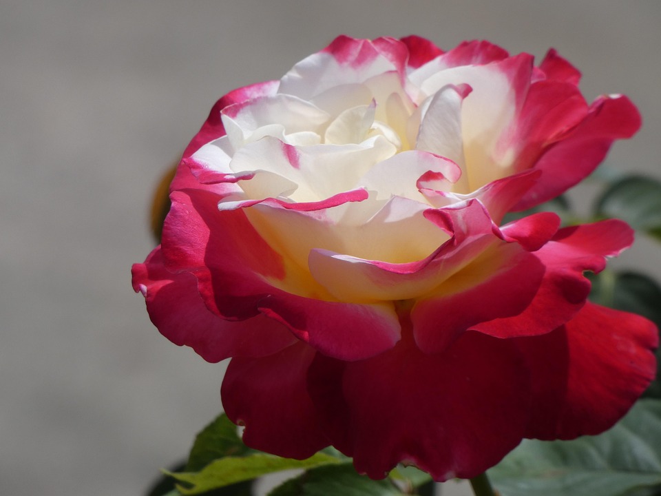 Rote Und Weiße Rose - Kostenloses Foto auf Pixabay - Pixabay