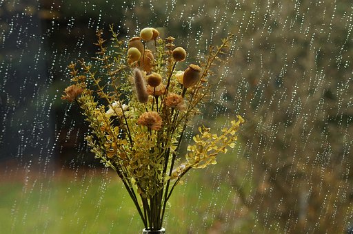 Free Dry Flowers Rain photo and picture
