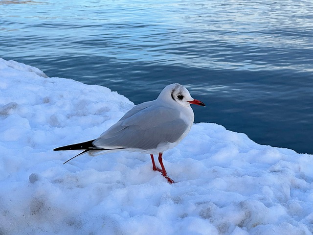 Free Gull Bird photo and picture