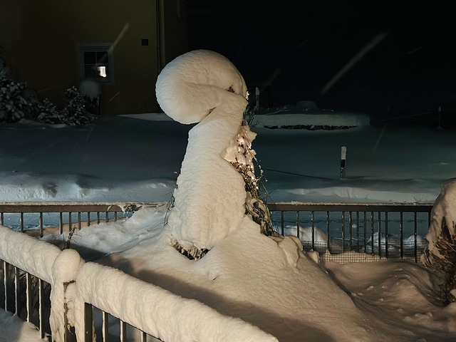 Free Snow Bird photo and picture
