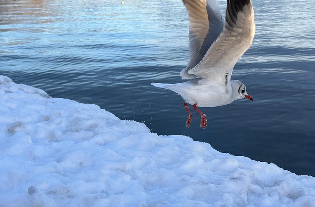 Free Gull Bird photo and picture