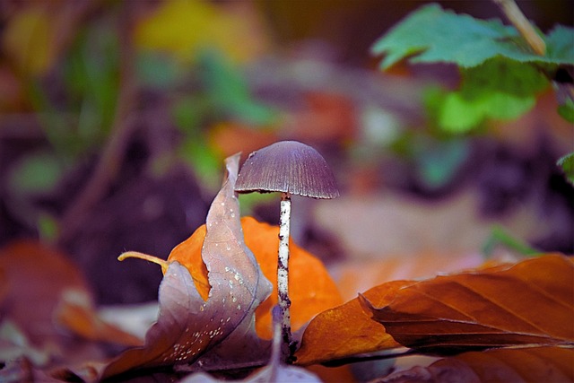 Free Mushroom Forest photo and picture