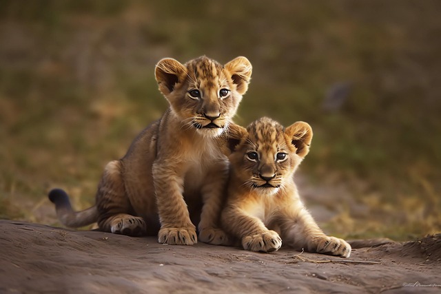 Download Ai Generated Lions Cubs Royalty-Free Stock Illustration Image ...
