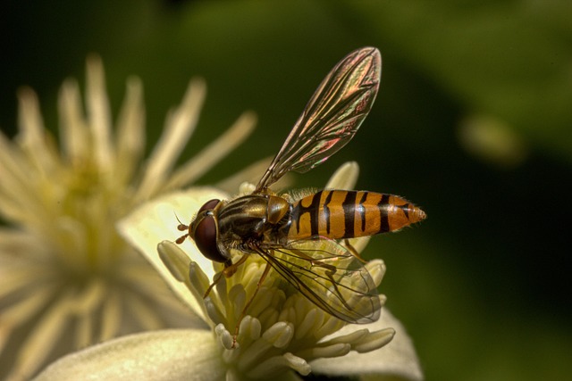 Frolant Insecte Frelon Ailes Insecte - Photo gratuite sur Pixabay - Pixabay