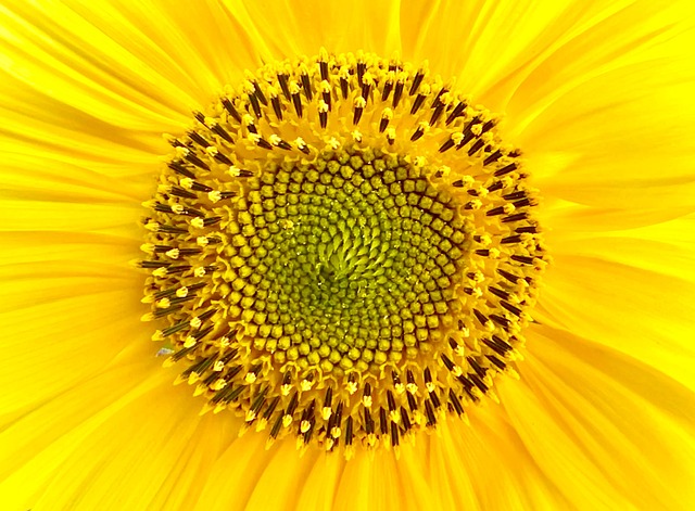 Free Sunflower Flower photo and picture