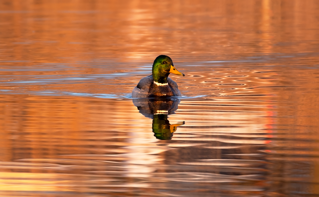 Free mallard duck bird illustration