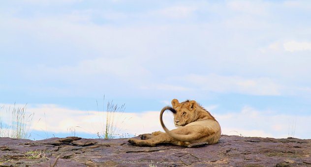 Free Lion Nature photo and picture
