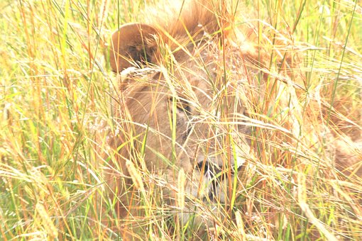Free Kingofthejungle Lion illustration and picture