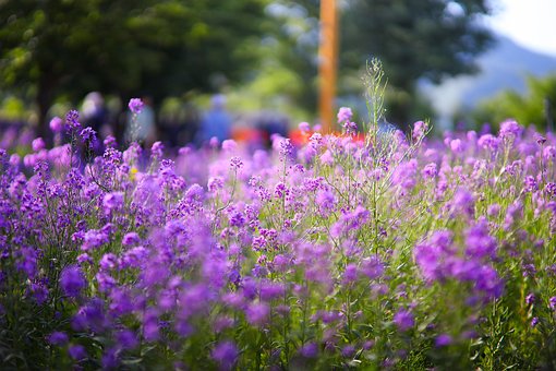 Free Rape Flowers Flower Wallpaper photo and picture