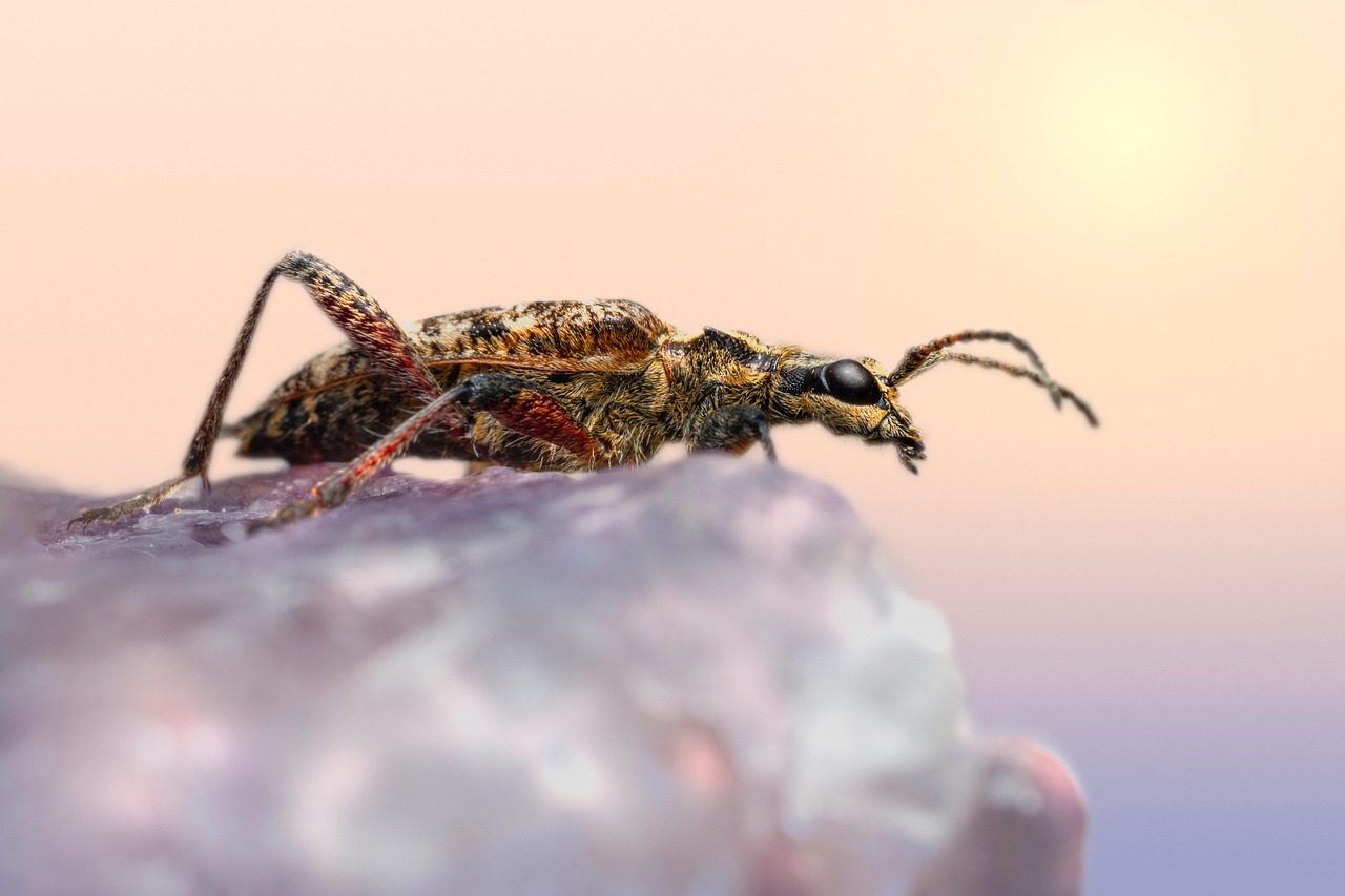 Black-Spotted Longhorn Beetle - free online jigsaw puzzle photo
