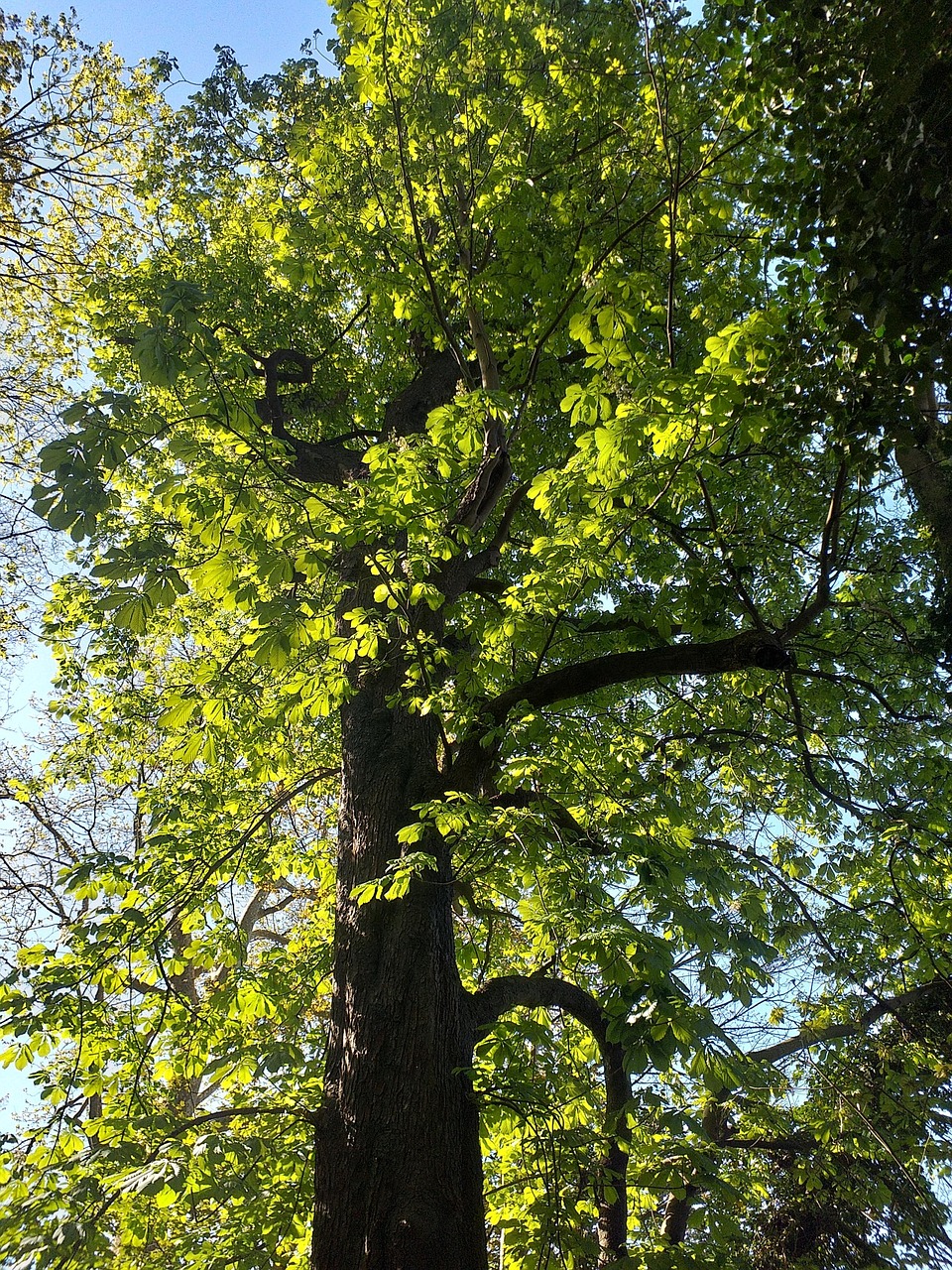 Tree Nature Forest - Free photo on Pixabay - Pixabay
