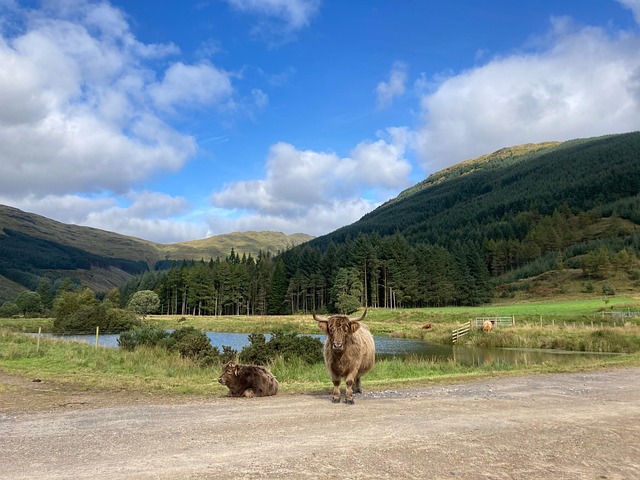 Hochlandvieh, Hochlandkuh, Kuh, Argyll