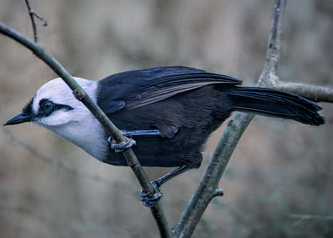 Free Laughingthrush Bird photo and picture