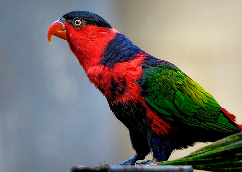 Free Black-Capped Lory photo and picture