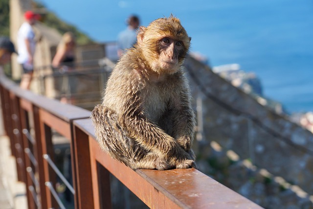 Abe, Primat, Dyr, Natur, Gibraltar