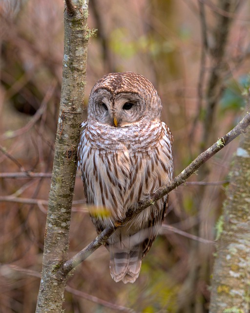 Eule, Vogel, Natur, Wald, Tierwelt