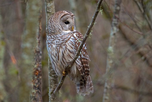 Eule, Vogel, Natur, Wald, Tierwelt
