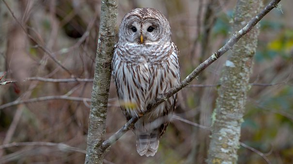 Eule, Vogel, Natur, Tierwelt, Vogelkunde