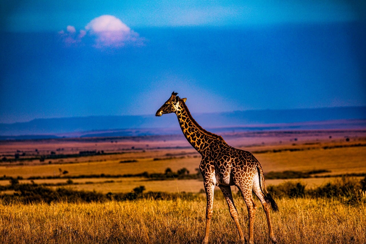 Animales Y Vida Salvaje Documentales De Animales Salvajes Gratis