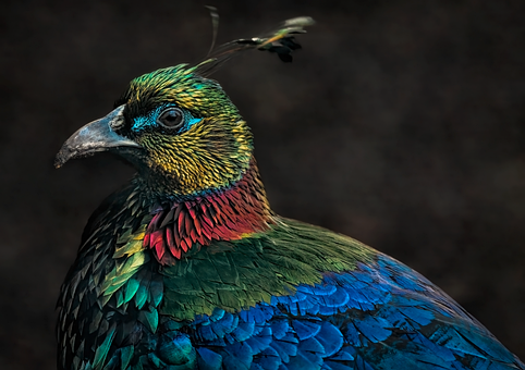 Free Bird Pheasant photo and picture