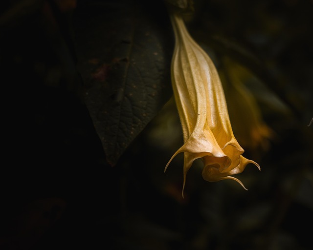 Brugmansia, Pflanze, Natur, Kelchblatt