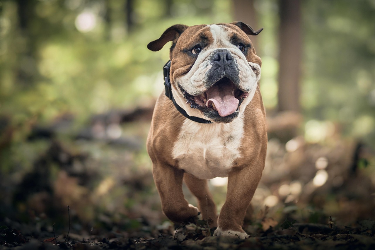 70 000 Free Dogs Photo Dog Images Pixabay