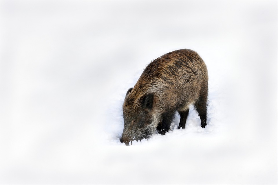 Boar Nature - Free photo on Pixabay - Pixabay