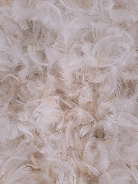 Free Feathers Feather photo and picture