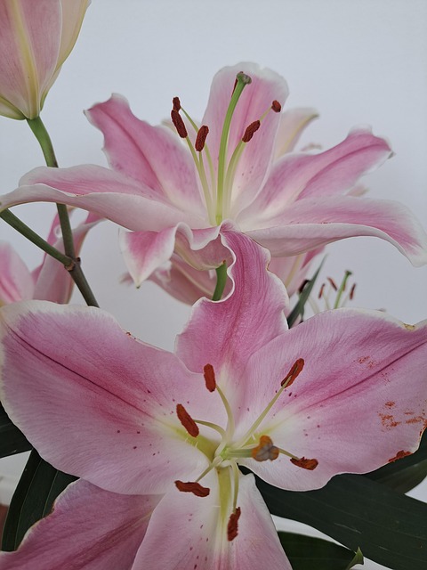 Free Flower Lilium photo and picture