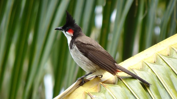 Pájaro, Sentado, Observación De Aves