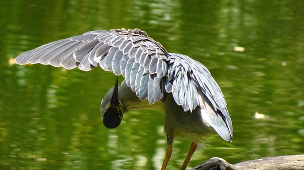 Pájaro, Naturaleza, Plumaje, Limpio
