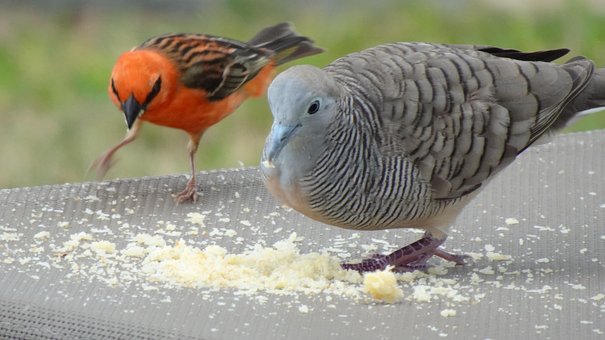 Paloma, Pájaro, Paz, Plumaje, Animal