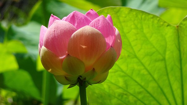 Loto, Flor, Rosado, Flora, Planta