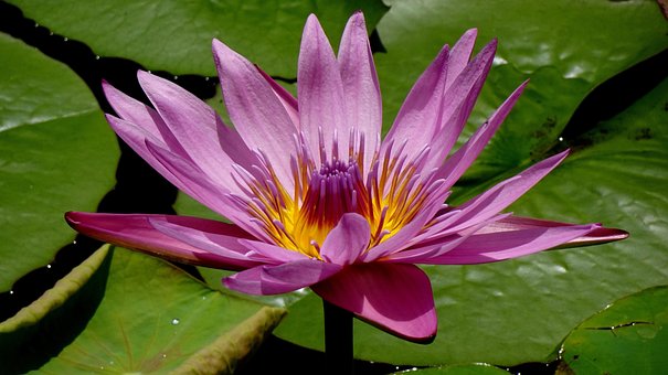 Loto, Flor, Rosado, Flora, Planta