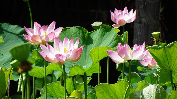 Loto, Flores, Rosado, Flora, Plantas
