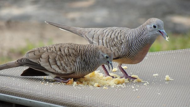 Palomas, Pájaro, Animal, Plumaje, Gris